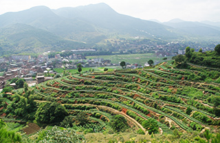 Picture of tea Tie Guan Yin from Anxi.