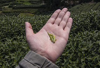 Image Chinese tea and interesting facts about it