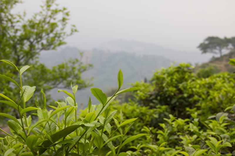 Photo Mengku Tea Region