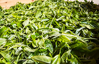 Photo Puer from Lao Ban Zhang: a thousand-year-old tradition of tea making