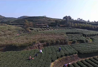 Image Fuding white tea plantations in Hulin village