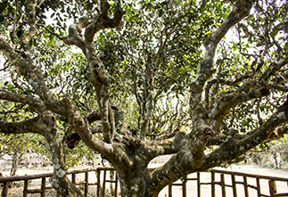 Image Hekai Tea Mountain