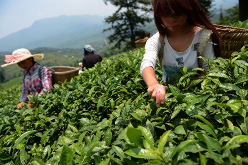 Photo Bangai Tea Village (Mengku)