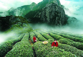 Image The Spirit of Chinese Civilization - Yellow Tea