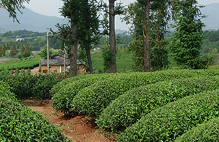 Pictures Wuyi Mountains - mountains of tea!