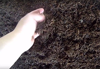 Image Chinese Pu-erh tea is