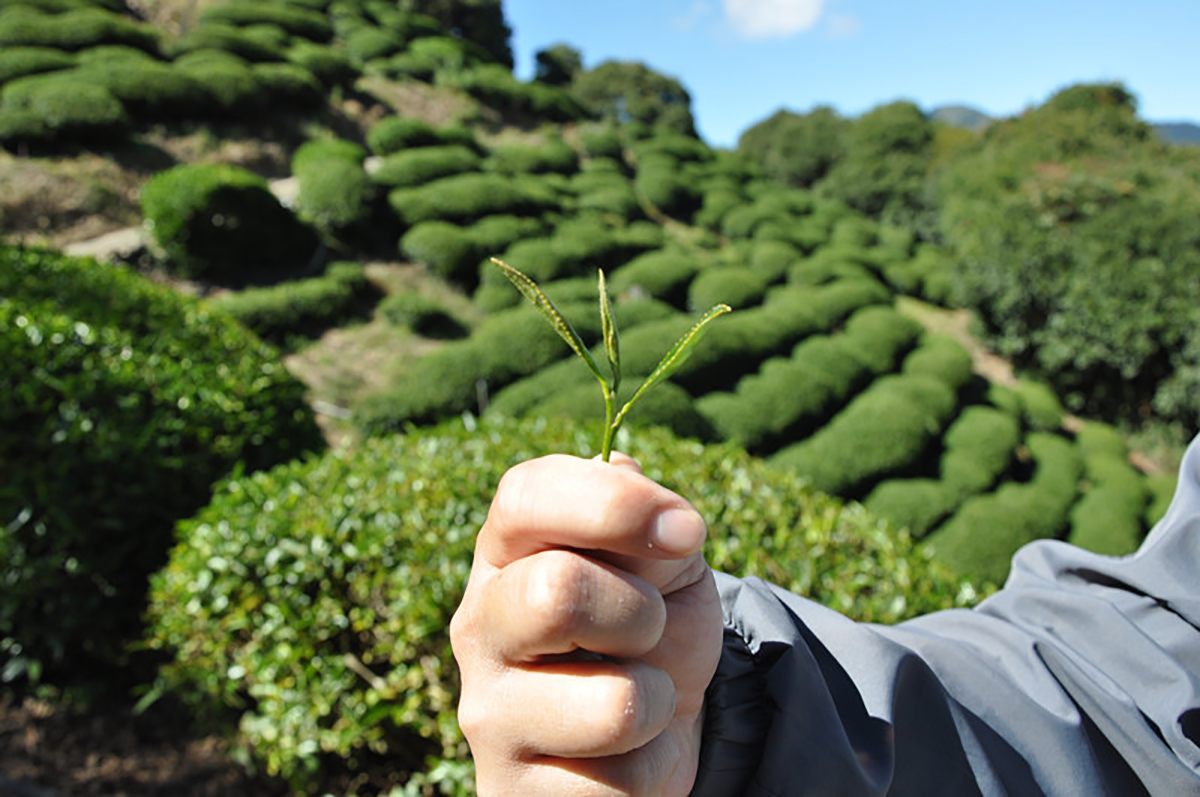 Taiwanese Dong Ding Tea Тайваньский улун Дун Дин