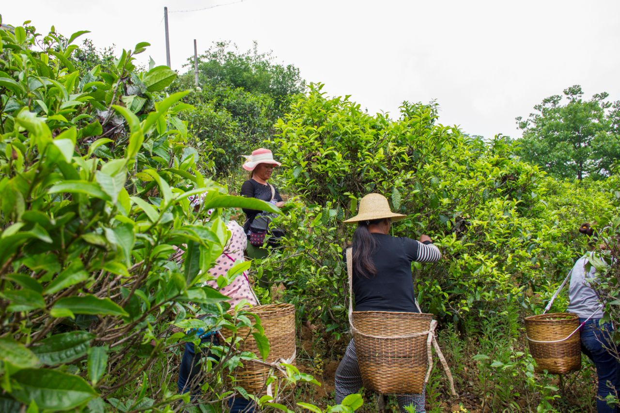 Pu'er region of Mengku Пуэрный регион Мэнку