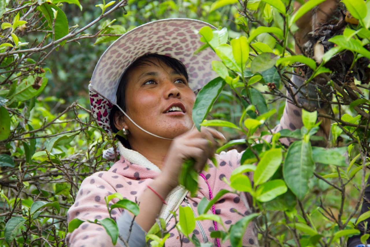 Pu'er region of Mengku Пуэрный регион Мэнку