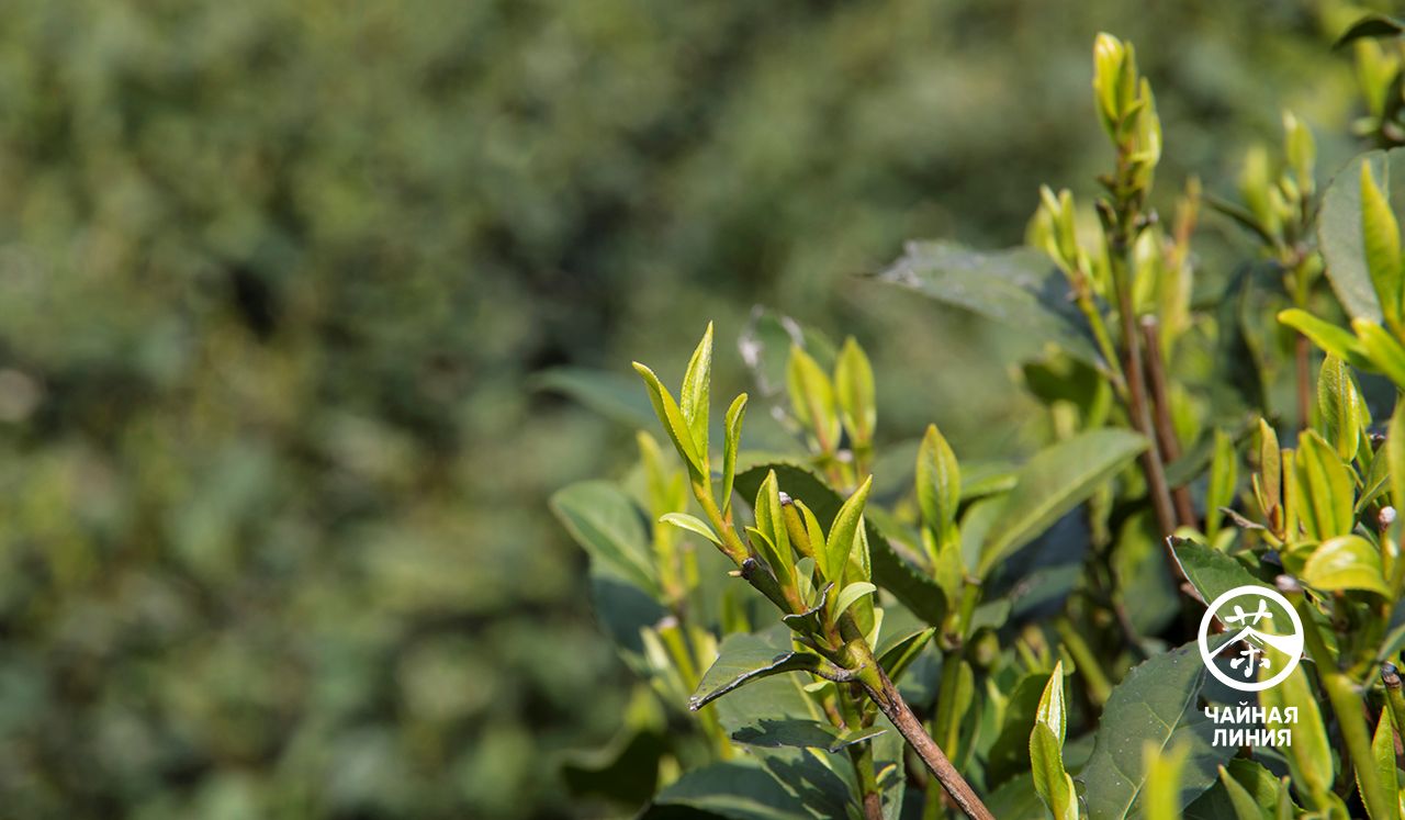 Tea bush Удивительные свойства зелёного чая