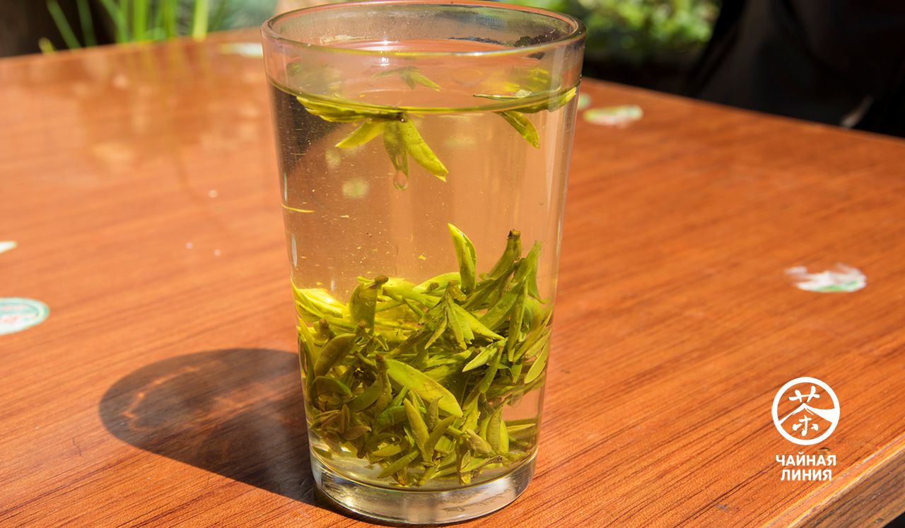 Traditional Green Tea Brewing in Hangzhou Заваривание зеленого чая в стакане