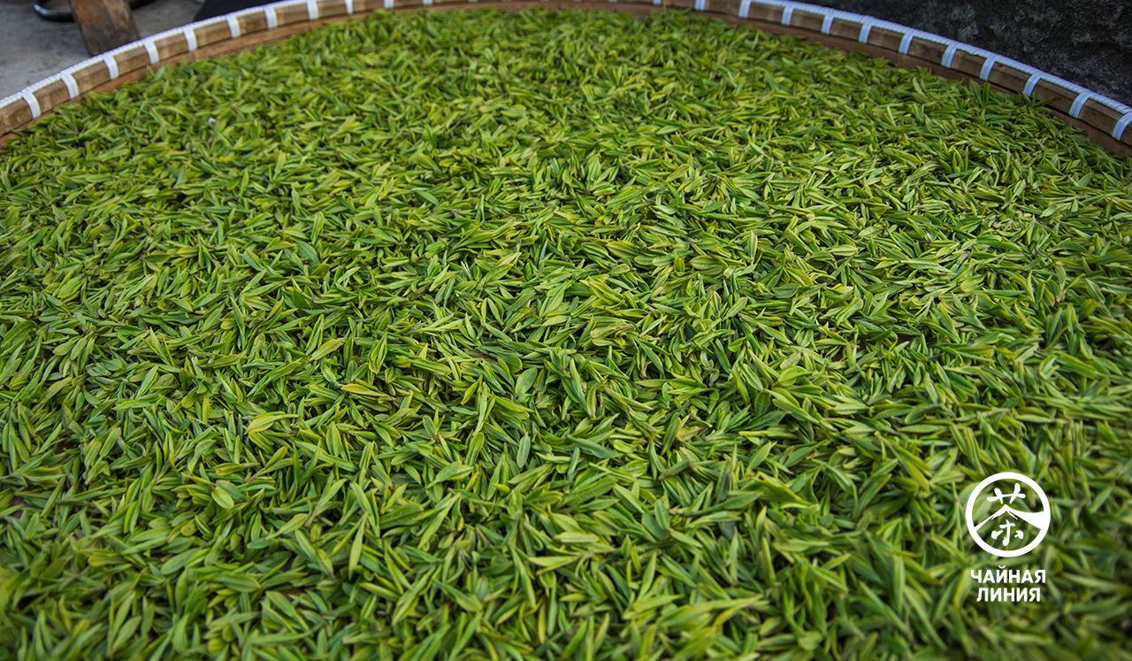 Freshly picked green tea Удивительные свойства зелёного чая