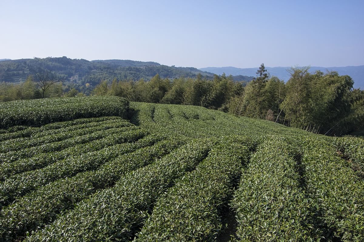 White tea plantations in Fuding area Фудинский белый чай