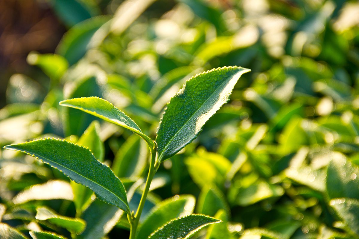 Tie Guan Yin (Ti Guan Yin), (Chinese: 铁观音 tiěguānyīn - 