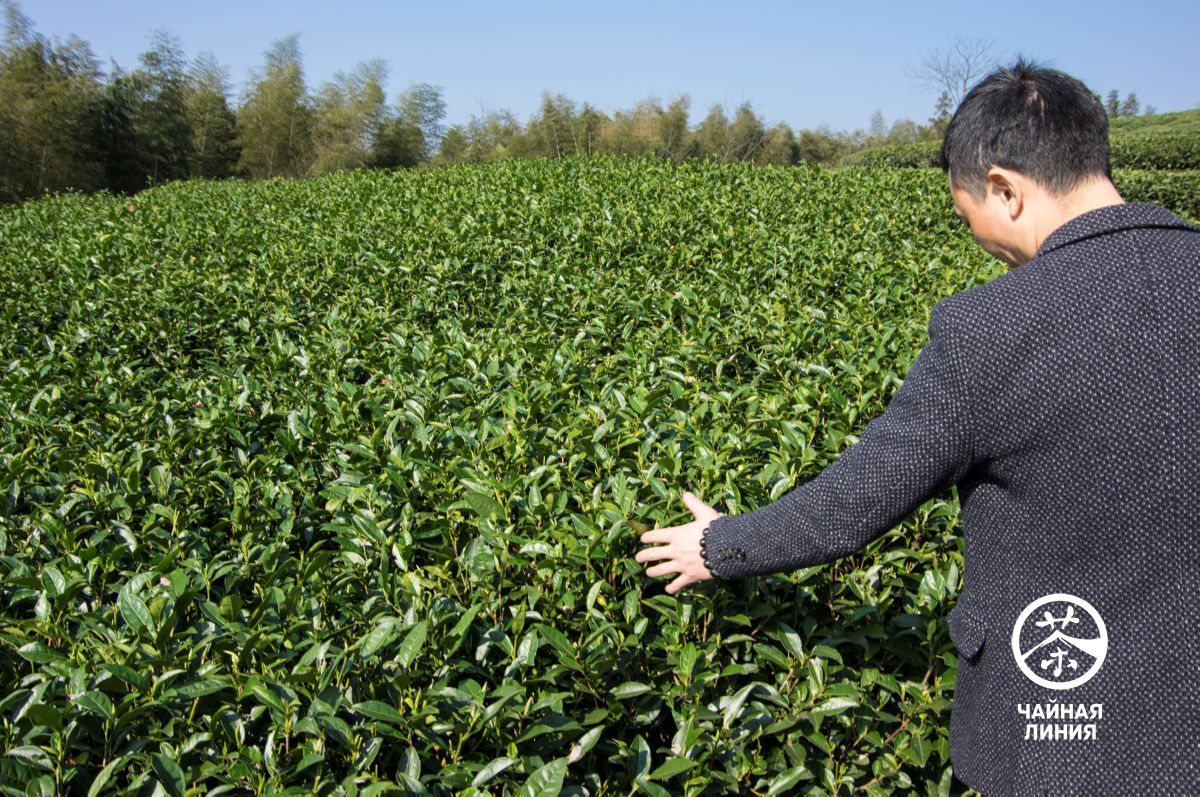 White tea is made from young leaves and tender buds. Белый чай из Фудина