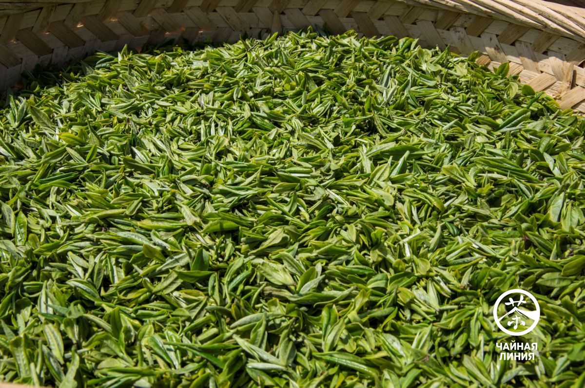 White tea is made from young leaves and tender buds. Белый чай из Фудина