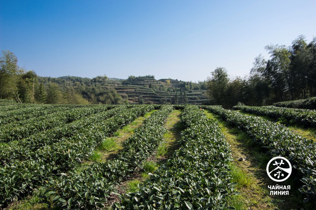 White tea plantations in Fuding Белый чай из Фудина