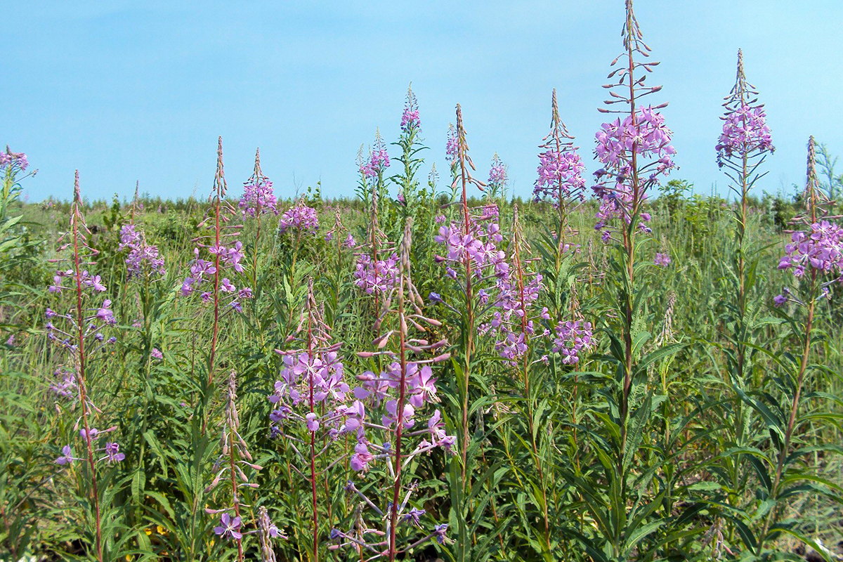 This photo shows Ivan tea or fireweed growing in the Lipetsk region Копорский чай и кипрей (иван-чай, epilobium)