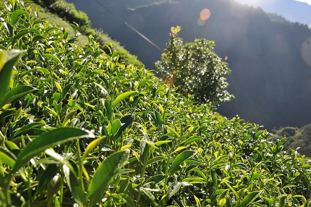 Дундин Улун