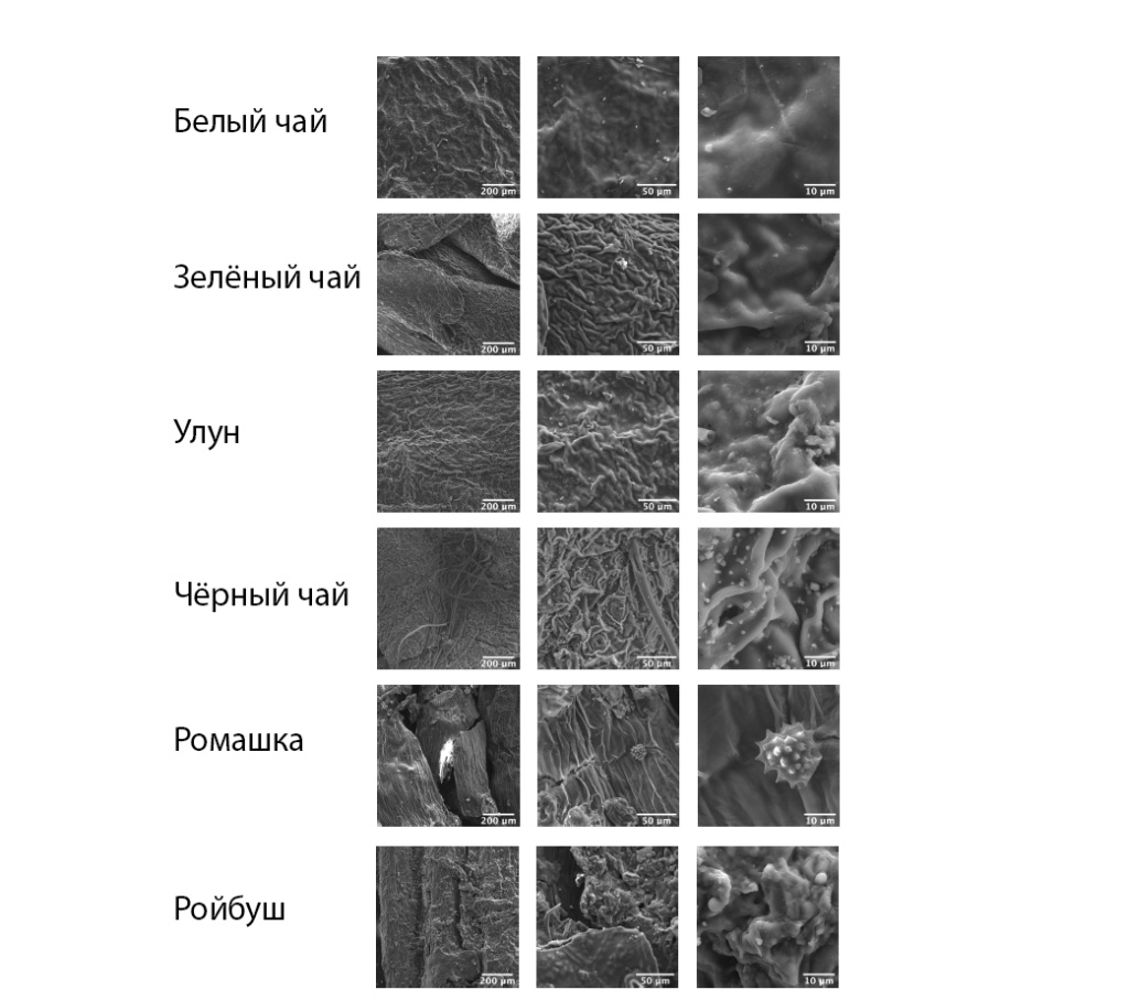 Electron microscopy and energy dispersive spectroscopy Электронная микроскопия и энергодисперсионная спектроскопия