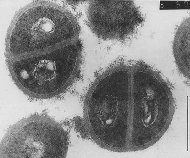 Micrococcus tetragenus Micrococcus tetragenus