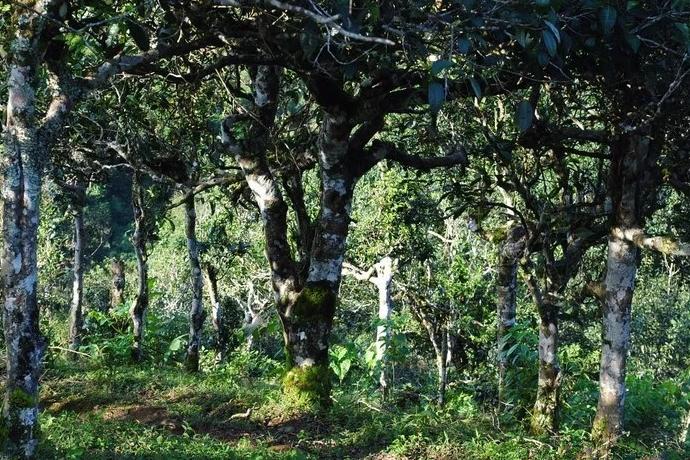 Tea trees of the Bulan Mountains Чайные деревья гор Булан