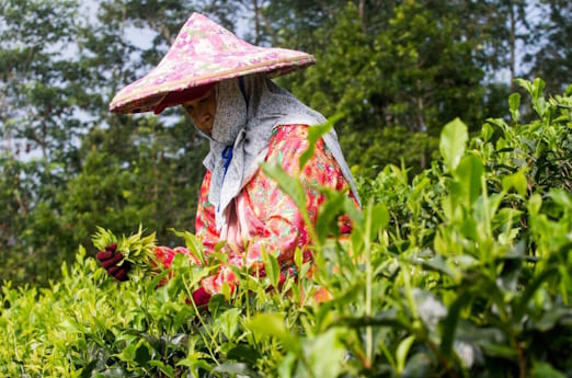 Дун Дин Улун