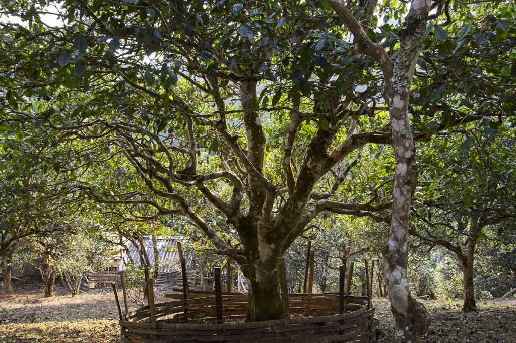 Shu Pu'er from the Hekai Mountains Шу пуэр с гор Хэкай