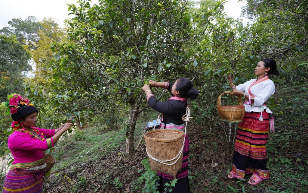 Lao Man E Tea Region Чайный регион Лао Мань Э
