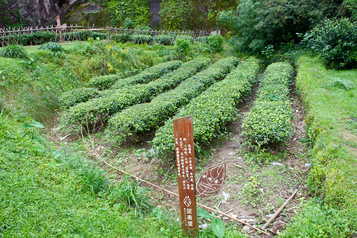 Tea region of the Wuyi Mountains
