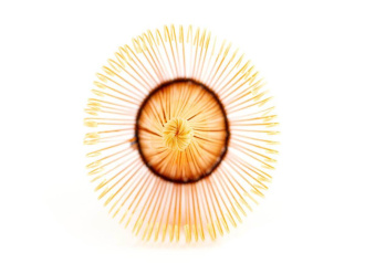 Chasen (matcha whisk) "120". Price: ₽1,780 rub.