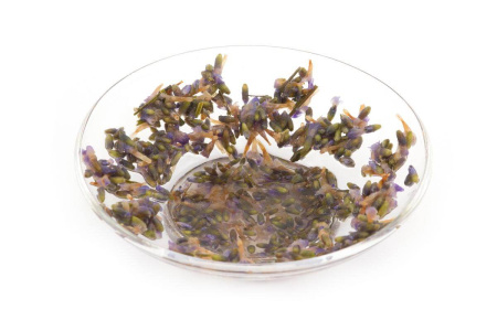 Lavender flowers (xunyicao hua)|Flowers of plants