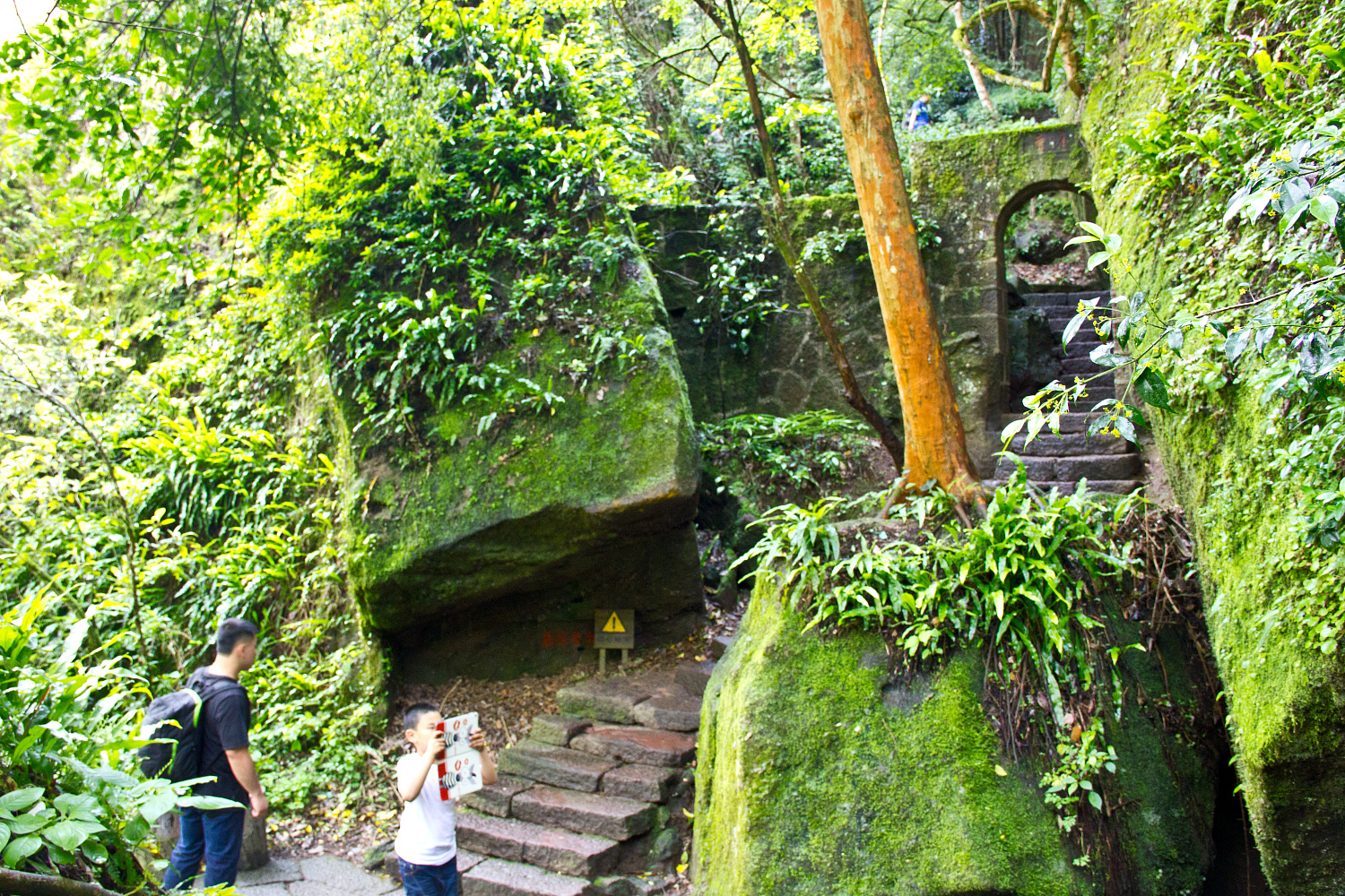 Tea region of the Wuyi Mountains