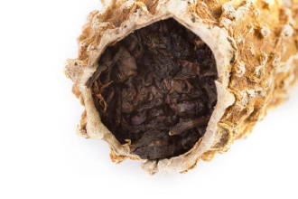 CL-486Tieguanyin kugua (Tieguanyin in Chinese bitter gourd kukua).