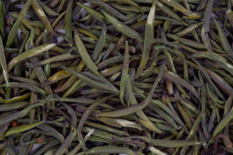 Yellow tea Mending huan ya (Yellow buds from Mending).
