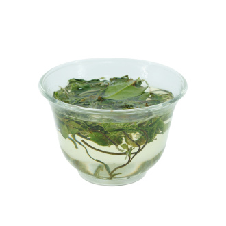 Buy, white tea Lanhua Xiang Mudan (Orchid Scented Peony)